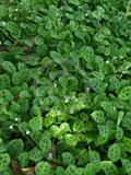 Maranta Kerchoveana